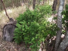 A ming asparagus fern growing in semi shade in an open forest.
