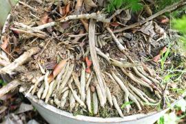 Ming asparagus fern has fleshy, tuberous roots.