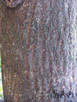 Bark of the paper mulberry has shallow grooves.