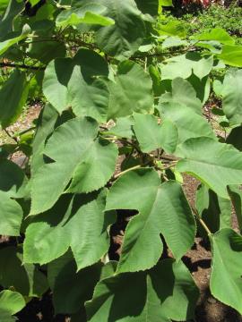 Paper mulberry leaves vary in shape.