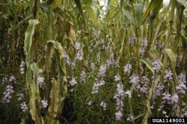 Witchweed flowering through a crop. 
