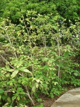 A stand of young paper mulberry trees.