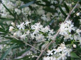 Sicklethorn flowers are small, white and have 6 petals.