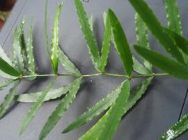 Sicklethorn cladodes are green and leaf-like.