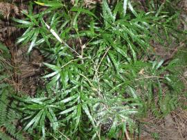 A sicklethorn plant with shiny green foliage.