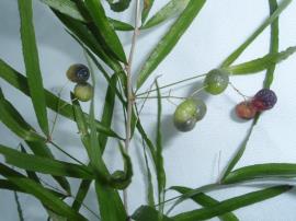 Sicklethorn has small, round berries that turn red when ripe.