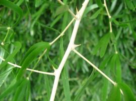 Sickle-shaped thorns of sicklethorn.