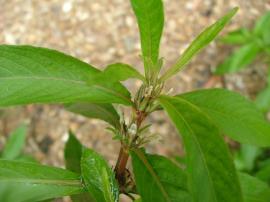 Hygrophila has small white flowers that grow close to the stem.