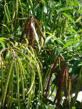 Yellow bells seedpods are green when immature, turning brown with age.
