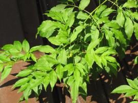 Yellow bells has bright green leaves made up of 3-13 leaflets.
