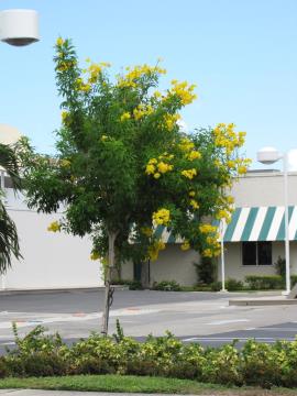 Yellow bells as an ornamental street tree.