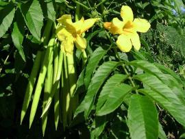 Flowers, leaves and pods of yellow bells.