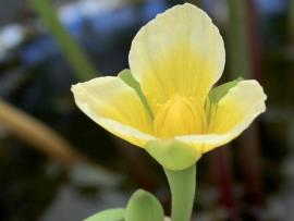 Yellow burrhead flowers are cup-shaped with three yellow petals and three green sepals.
