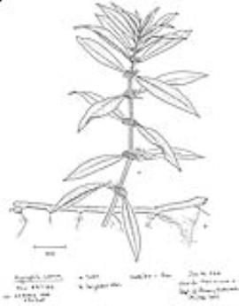 Hygrophila line drawing.