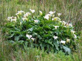 Arum lily can form large clumps up to 1.5 m high.