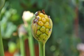 The fruit are greenish to yellow before they ripen.
