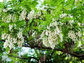 Black locust have clusters of white flowers and long, brown seed pods 