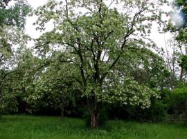 Black locust trees grow up to 25 m tall.