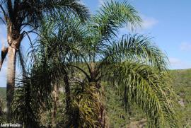 Cocos palm leaves are up to 5 m long with hundreds of leaflets.