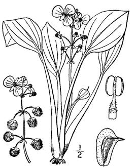 Sagittaria line drawing showing the male flowers growing on stems above the female flowers.