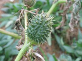 Common thornapple has thorny fruit held upright on the plant.