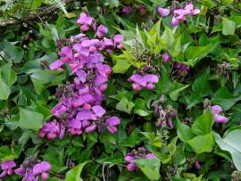Dipogon has oval to diamond shaped leaves with purple to pink pea flowers. 