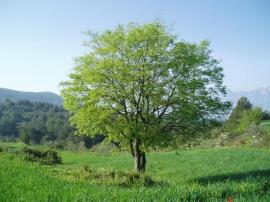 European hackberry has a wide canopy and grows to 20 m.