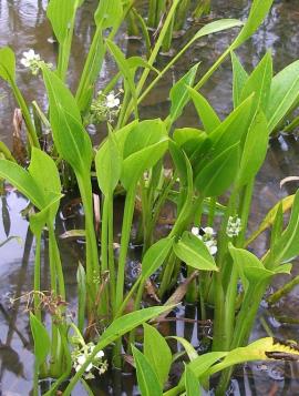 Broad-leaved emergent (above water) form of sagittaria growing in shallow water with flowers and fruit present.