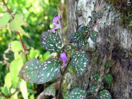 Freckle face has purple flowers and colourful leaves.