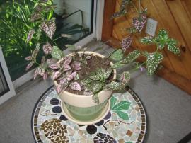 Freckle face is often grown as an indoor pot plant. 