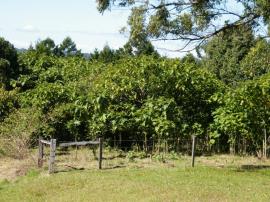 An infestation of giant devil's fig on the NSW North Coast.