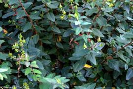 Goldflower is a woody shrub with multiple red stems.