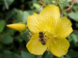 Goldflower has large yellow flowers up to 5.5 cm in diameter.