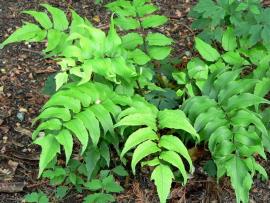 Holly fern has fronds up to 50 cm long, that have 9 to 15 pairs of leaflets.