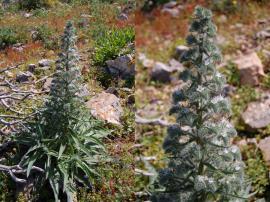 Italian bugloss is more hairy than Paterson's curse or viper's bugloss. 