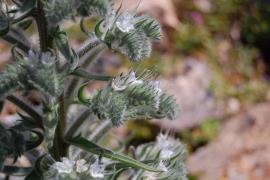 Flowers are white (or pinkish), with five white, protruding stamens. 