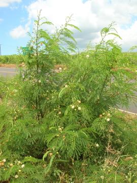 Leucaena has fernlike leaves that are made up of many small leaflets (each up to 1.5 cm long).