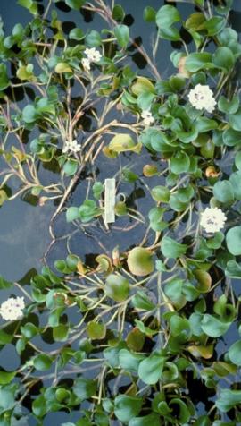 Anchored water hyacinth forms dense mats on the surface of the water