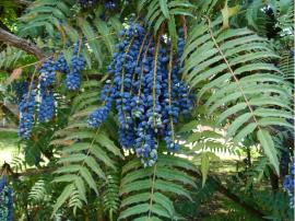 Fruit and leaves