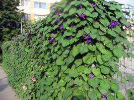 Common morning glory has heart shaped leaves or leaves with 3 deep lobes.