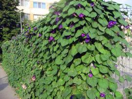 Common morning glory is a vine with heart shaped leaves.