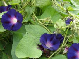 Common morning glory has purple, white, or violet blue, funnel shaped flowers with a paler coloured throat.