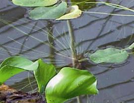 Long thin submerged leaves are visible beneath the water.