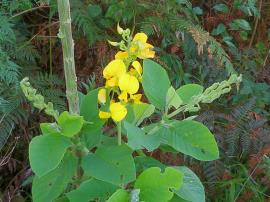 Rattlepod has bright yellow pea-like flowers. 