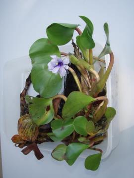 Anchored water hyacinth plant.
