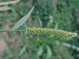 Fine-bristled burr grass