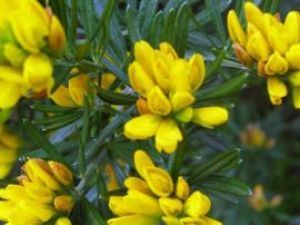Flax leaf broom flowers.