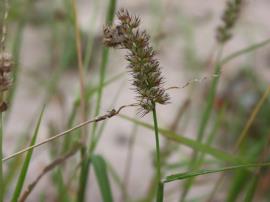 Gallon's curse seed head.