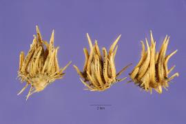 Gallon's curse spines fuse together to form a small dish.