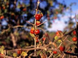 African boxthorn stems have spines up to 15 cm long.